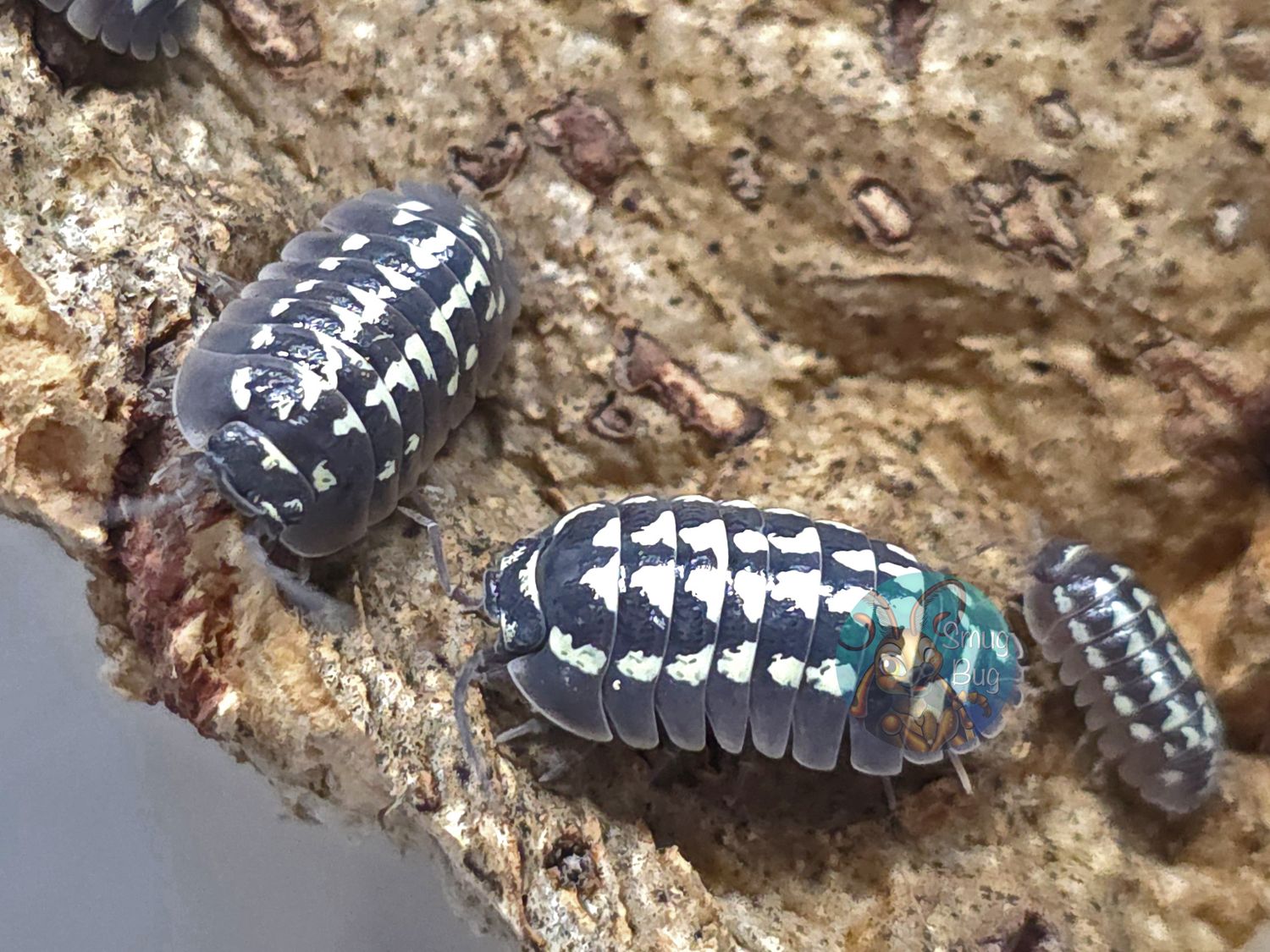 Armadillidium gestroi "Zinger" AFTER SHOW SALE