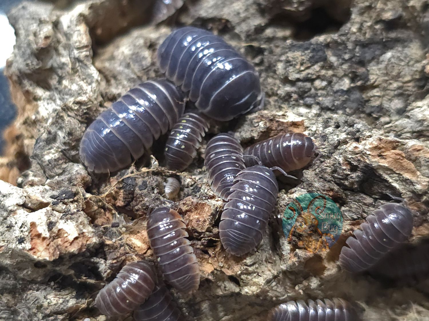Armadillidium klugii "Midnight"