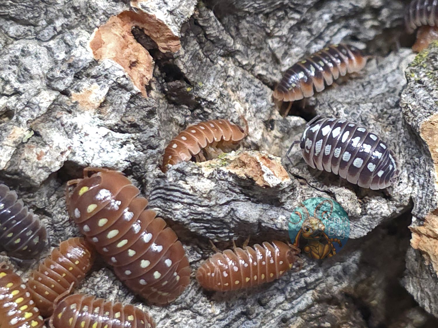 Armadillidium klugii "Non locale specific"