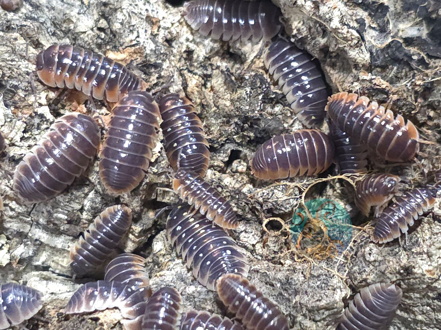 Armadillidium klugii "Patternless"