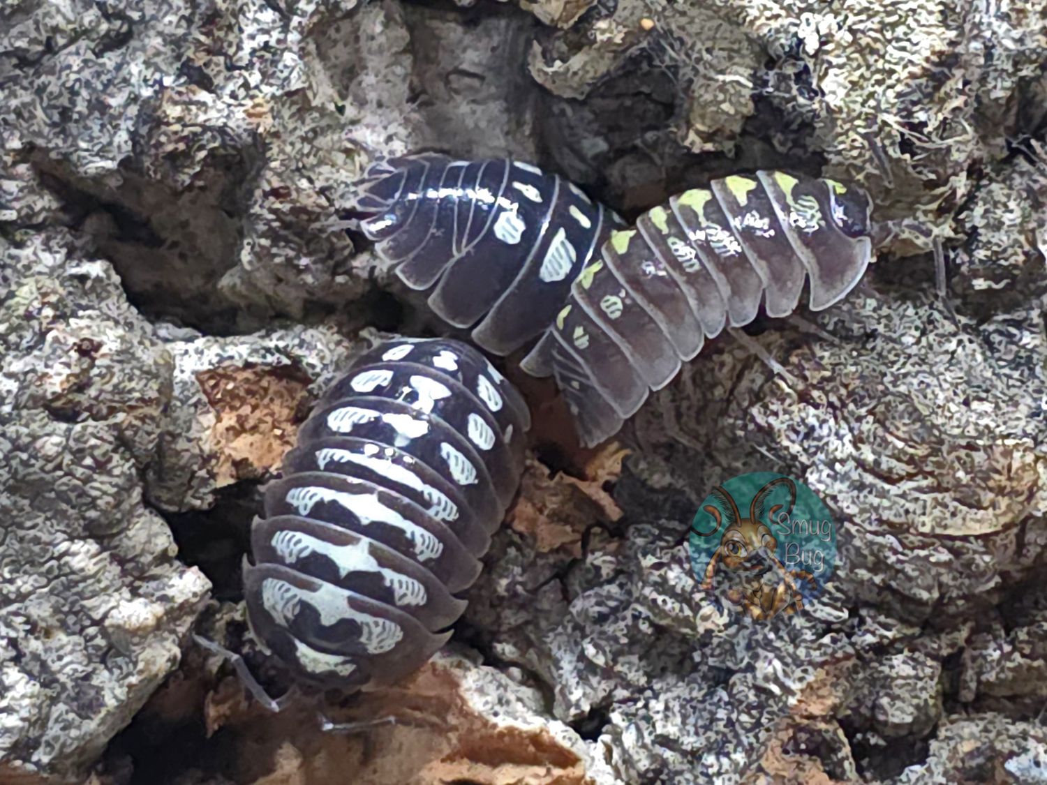 Armadillidium klugii "Splat"
