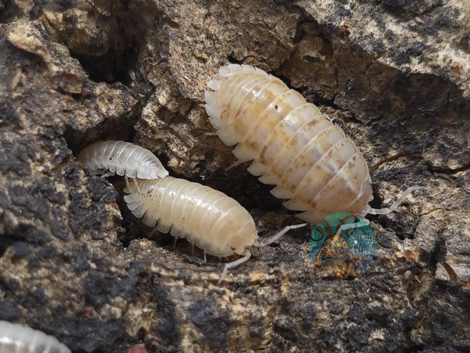 Armadillidium nasatum "Gold Flake/Jellybean"