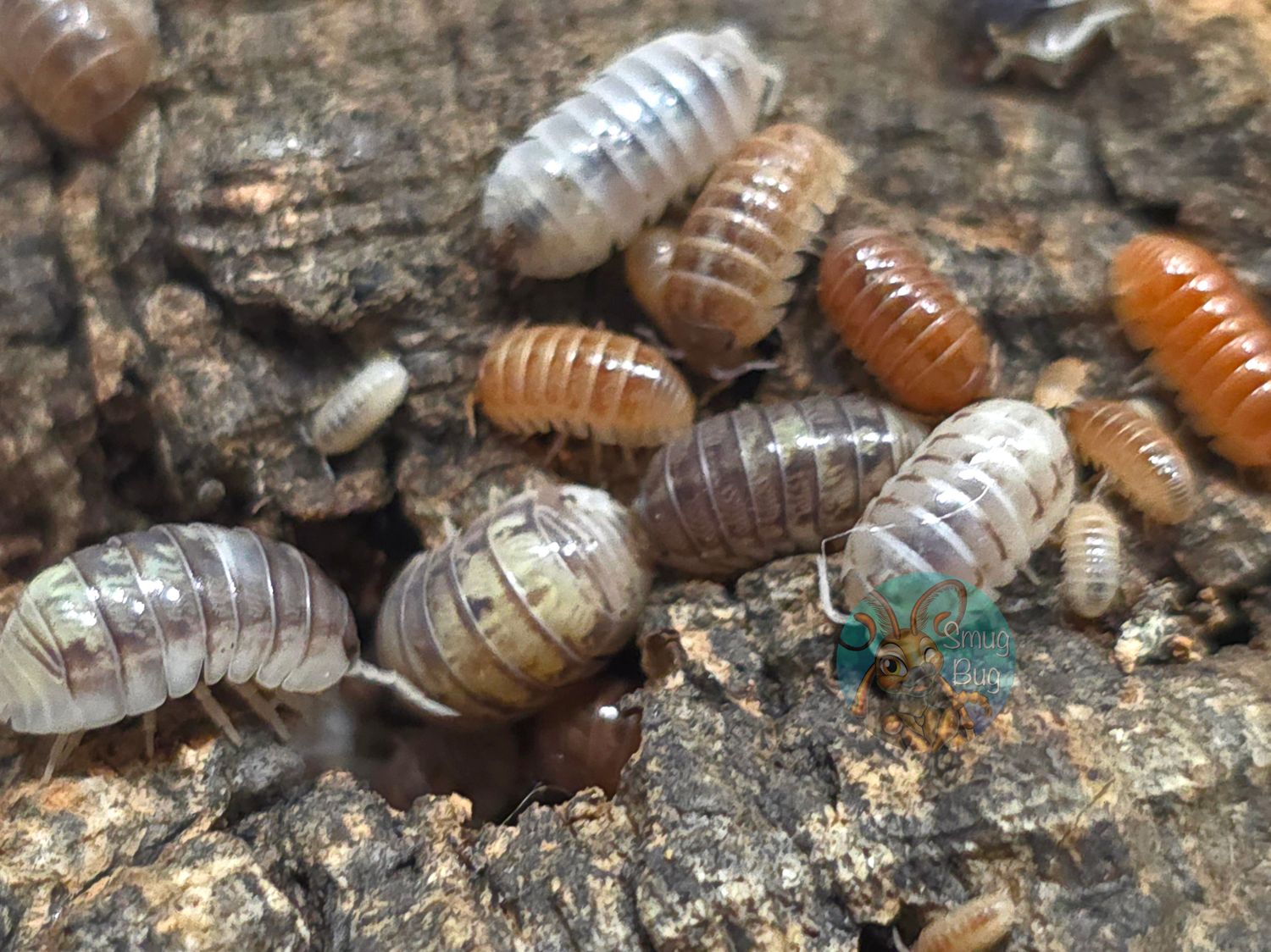 Armadillidium vulgare "Everything bagel"