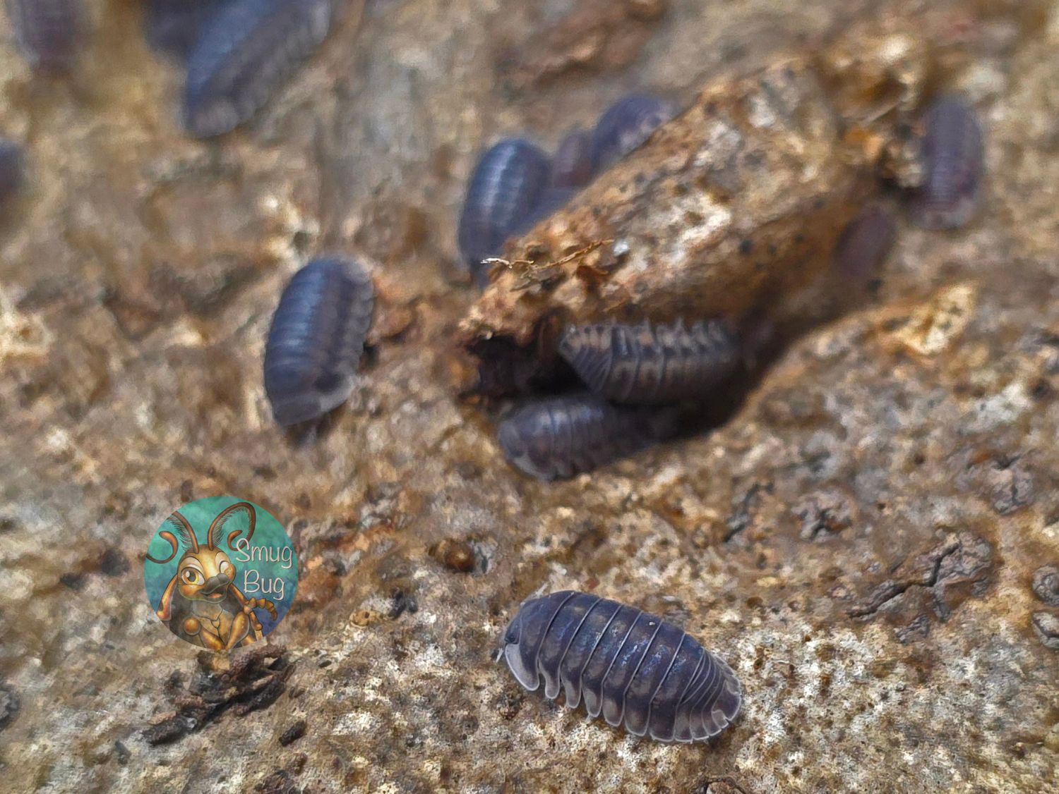 Cubaris sp. "Happy Nun"