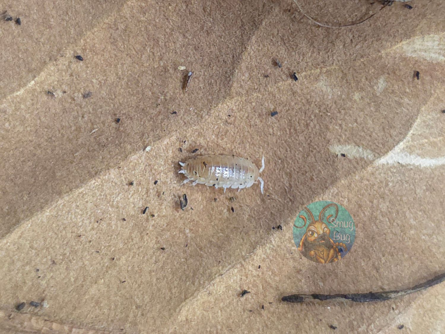 Isopoda sp. Tarragona