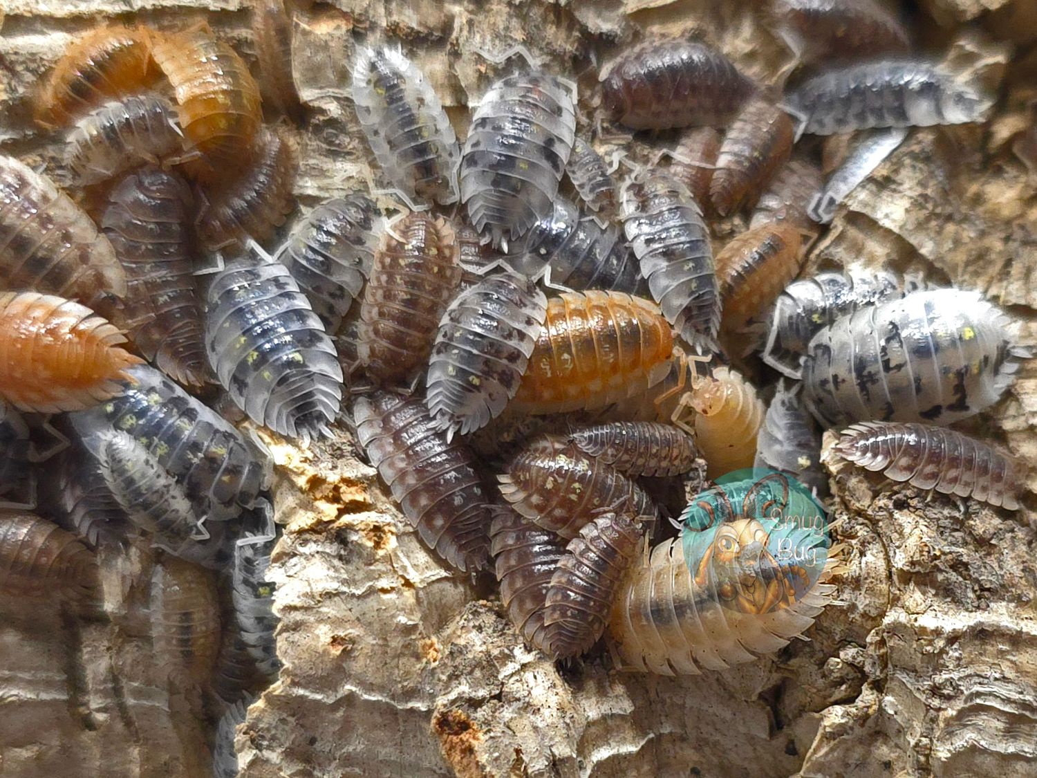 Oniscus asellus "Disco Party"