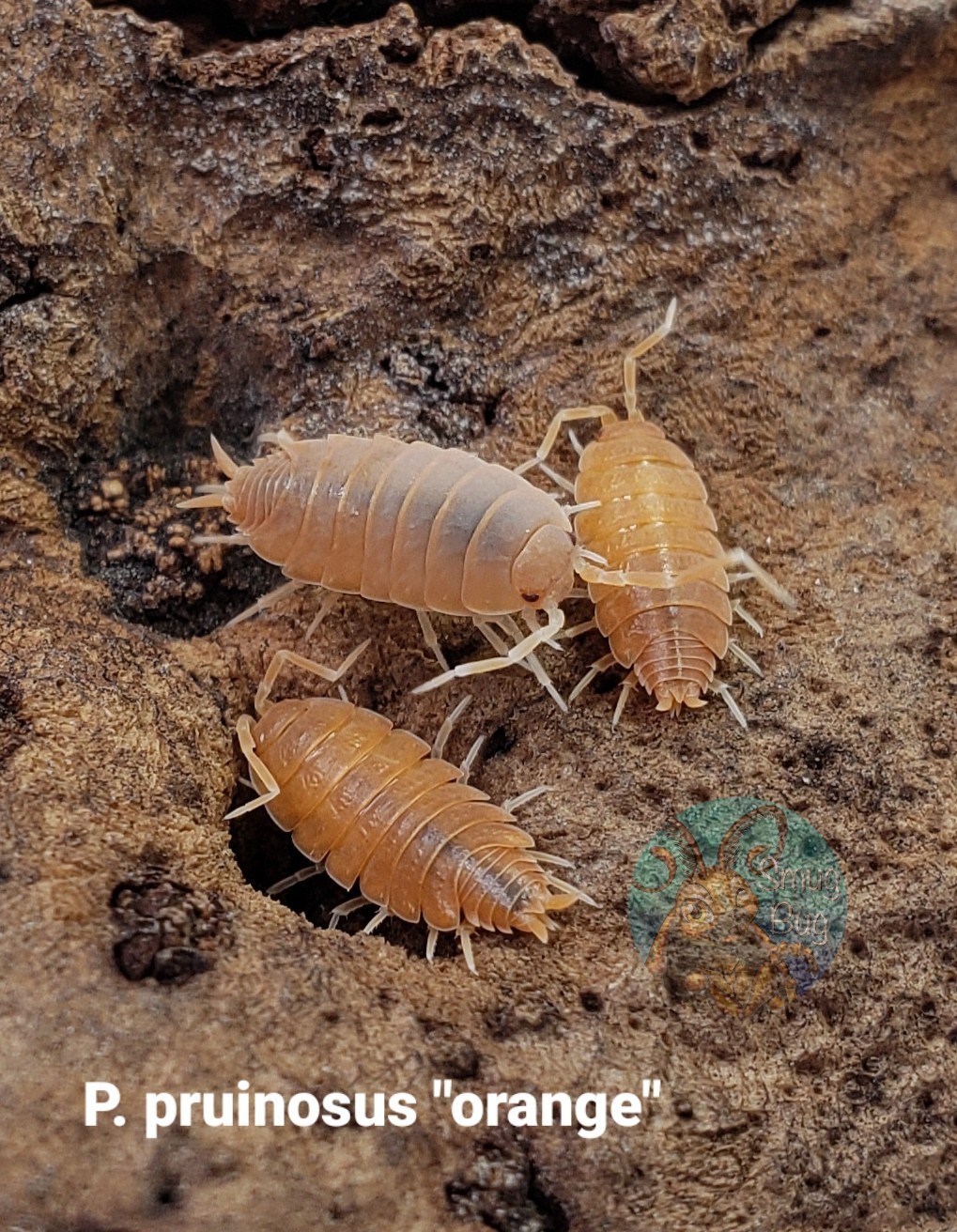 Porcellionides pruinosus "Powder orange"