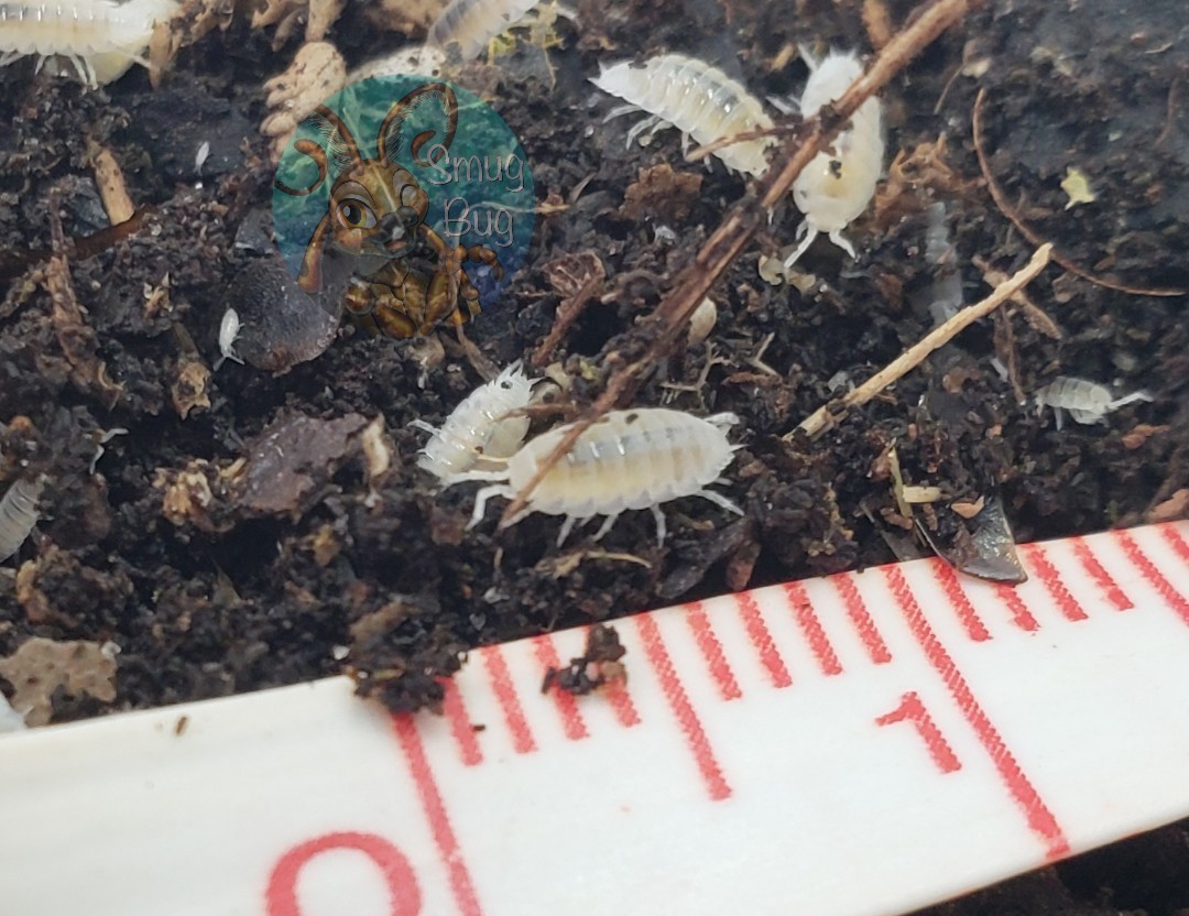 Trichorhina tomentosa "Dwarf White Isopod"