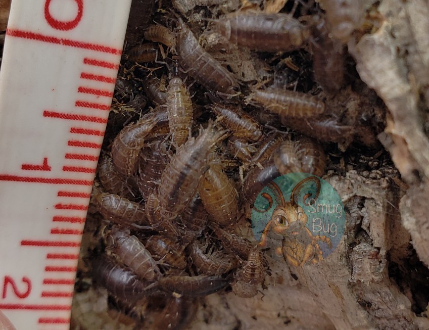 Atlantoscia floridana "Florida fast isopod"