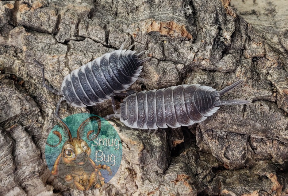Porcellio hoffmannseggi "Classic"