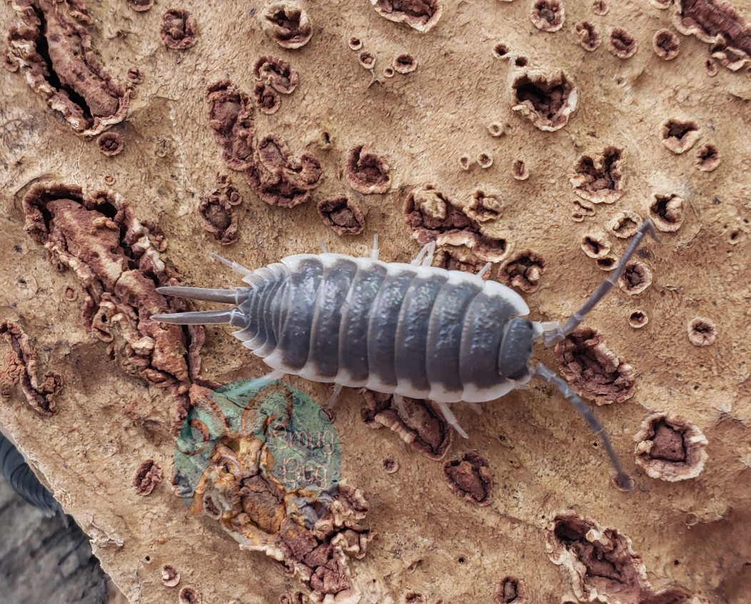 Porcellio hoffmannseggi "Sevilla"
