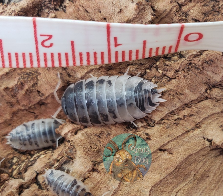 Porcellio laevis "Dairy cow"
