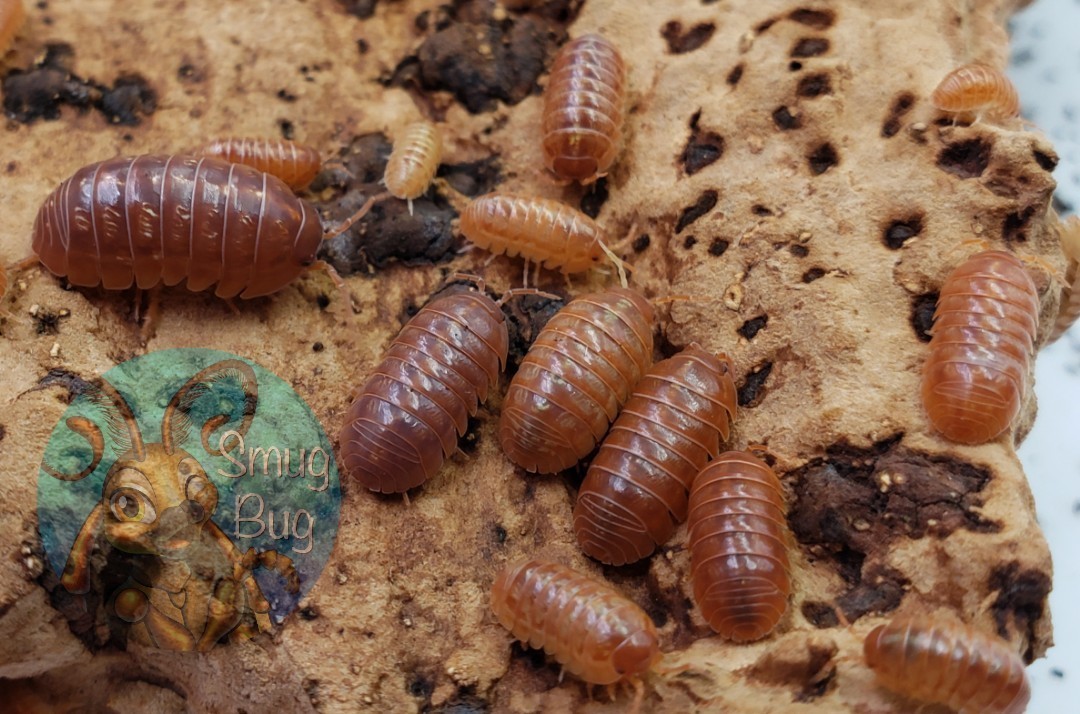 Armadillidium vulgare "Orange vigor"