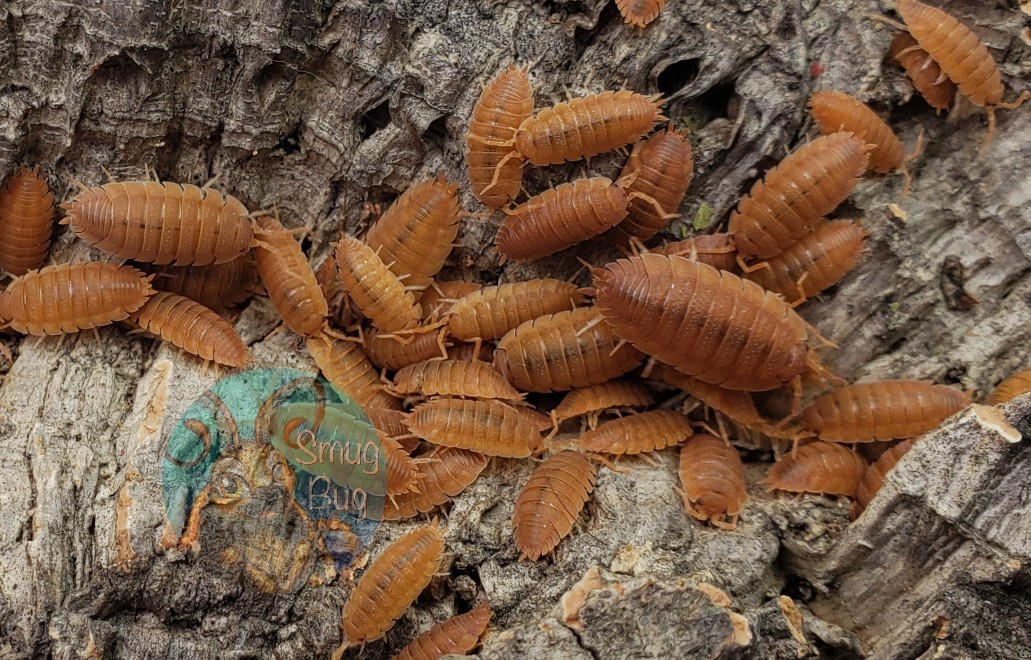 Porcellio scaber "Spanish orange"