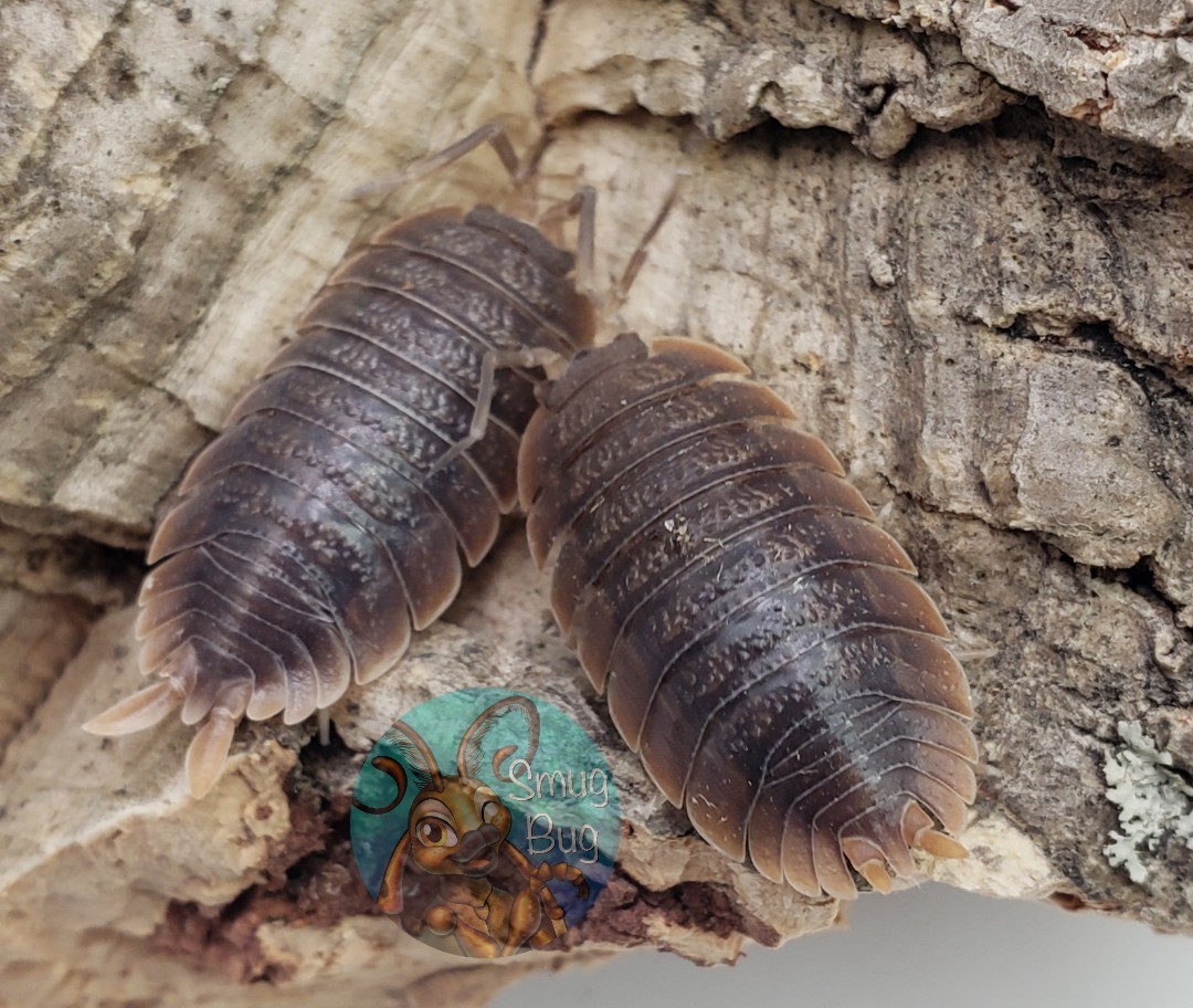 Porcellio dilatatus "Giant canyon isopod"