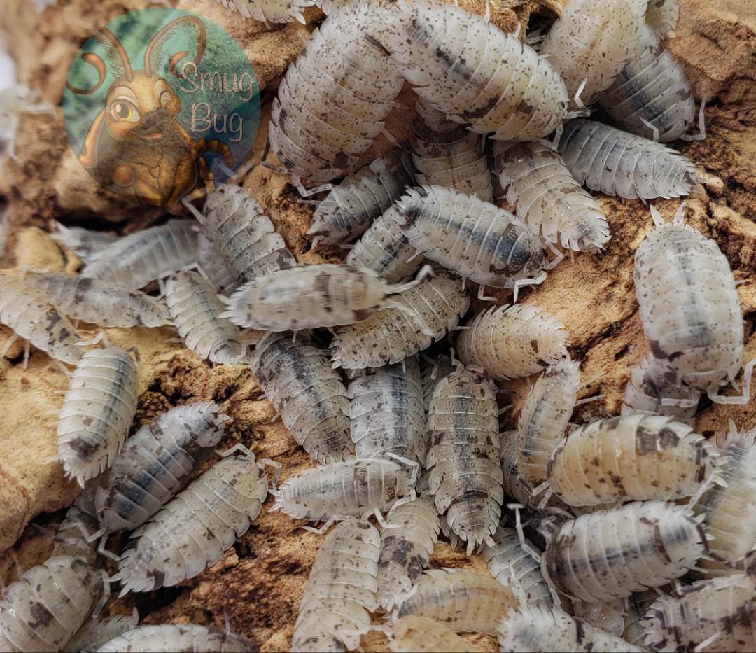Porcellio scaber "Dalmatian"
