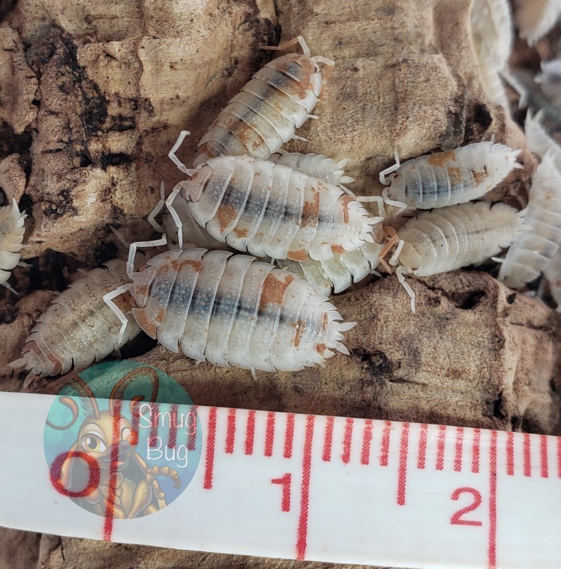 Porcellio scaber "Orange dalmatian"