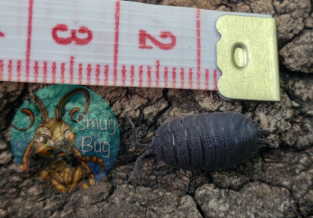 Porcellio scaber "The rough isopod, wild type"
