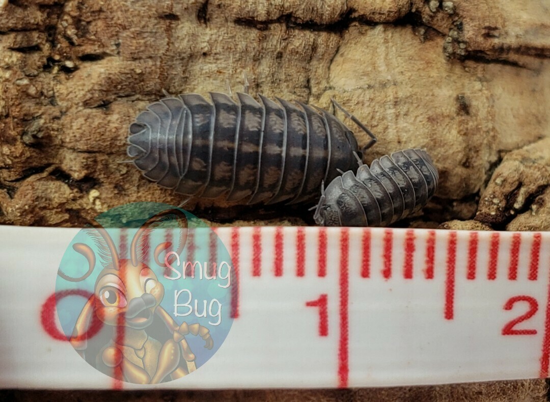 Armadillidium nasatum "Wild type"