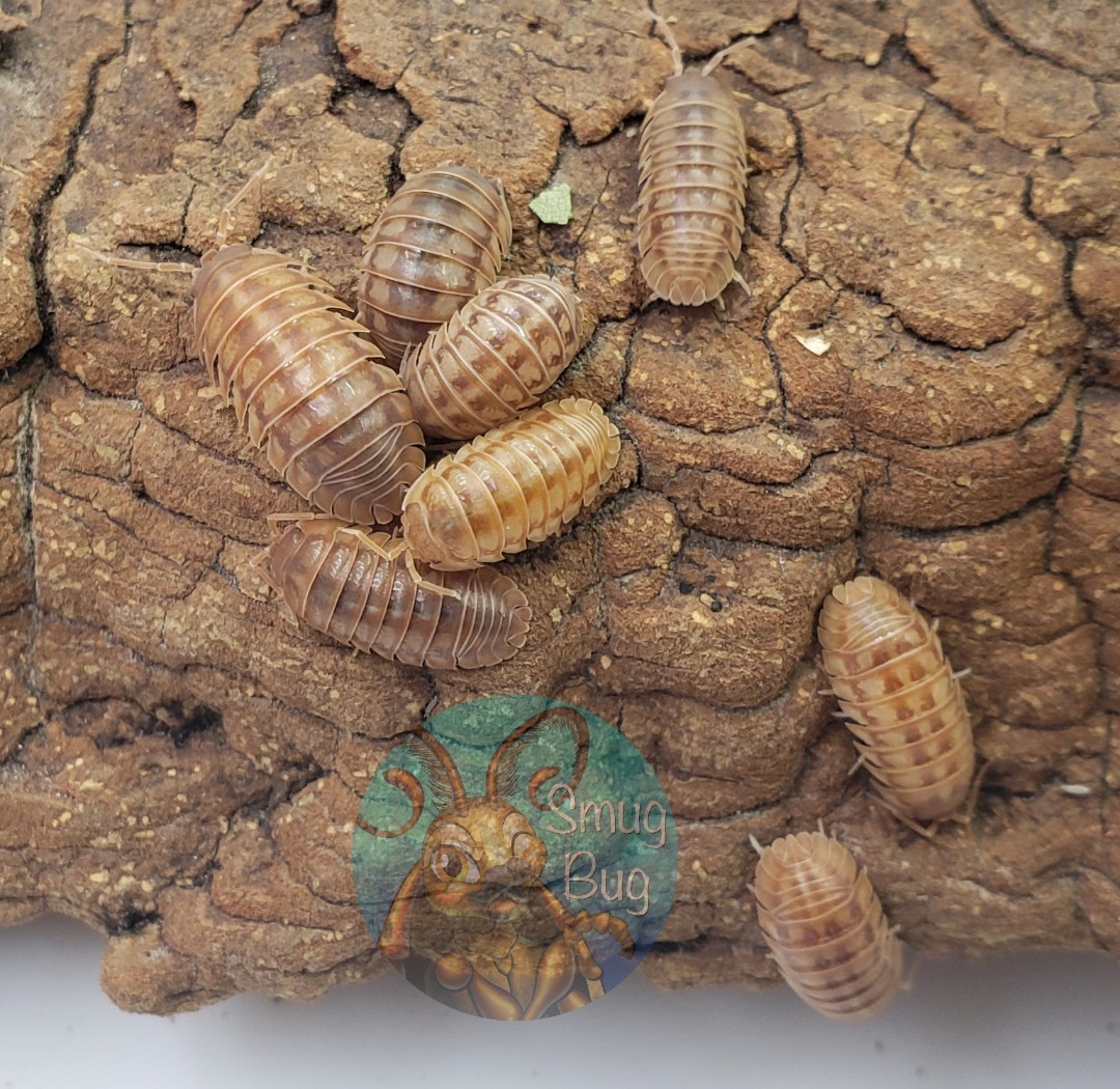 Armadillidium nasatum "Peach"