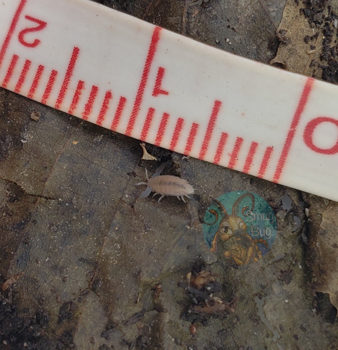 Trichoniscus sp. "dwarf purple isopod"