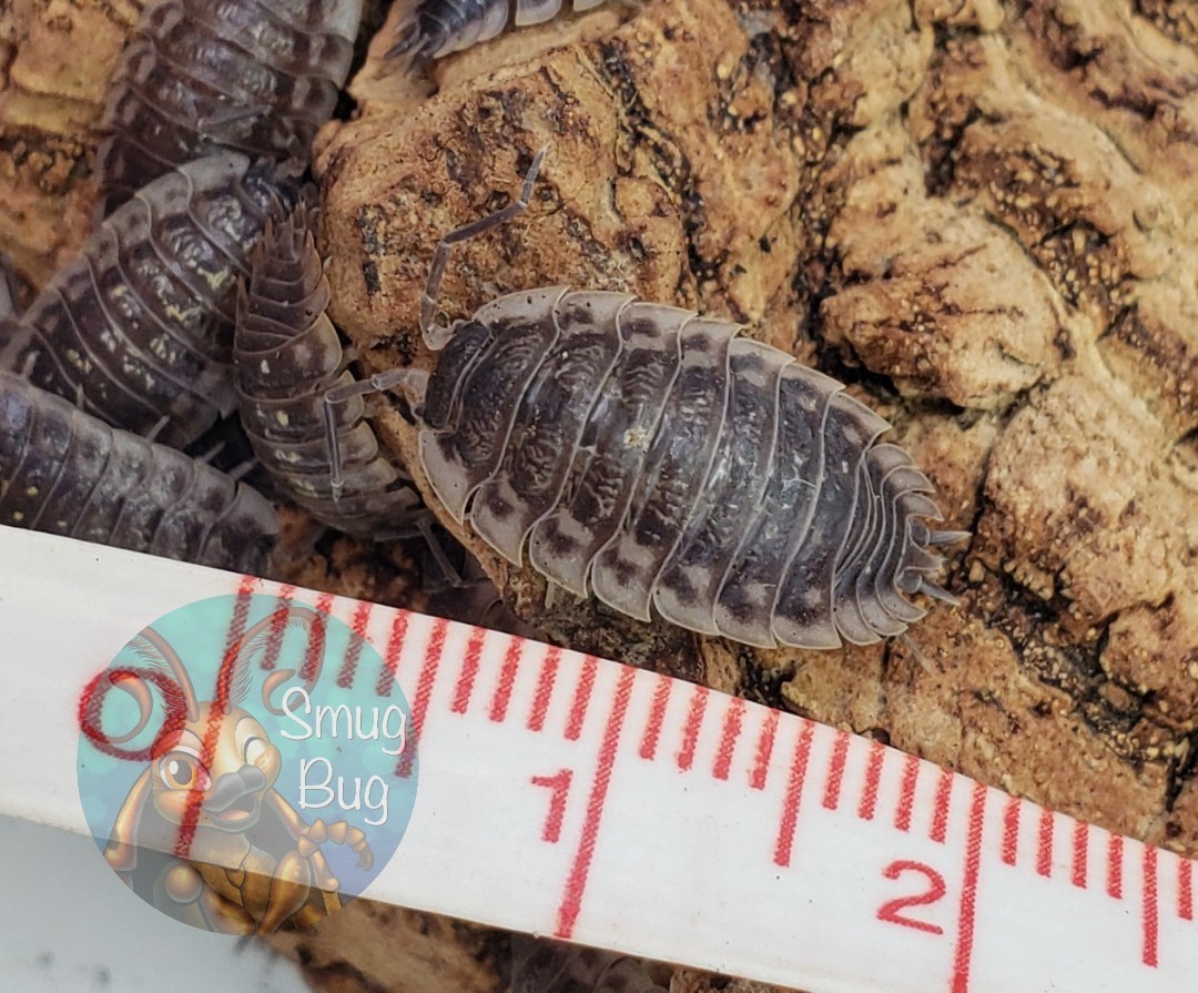 Oniscus asellus "Skirted isopod"