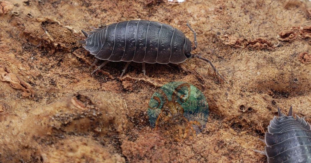 Porcellio laevis "Smooth isopod, wild type"