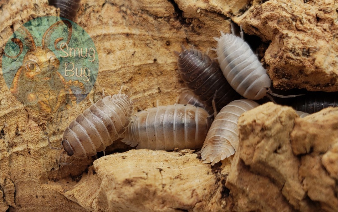 Porcellio laevis "California mix"