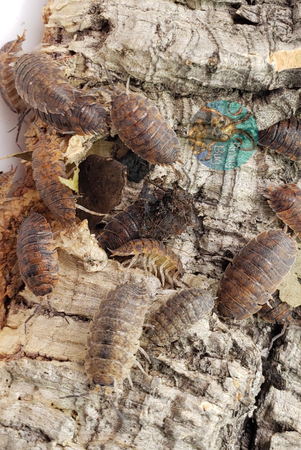 Porcellio scaber "Calico" (sex-linked)