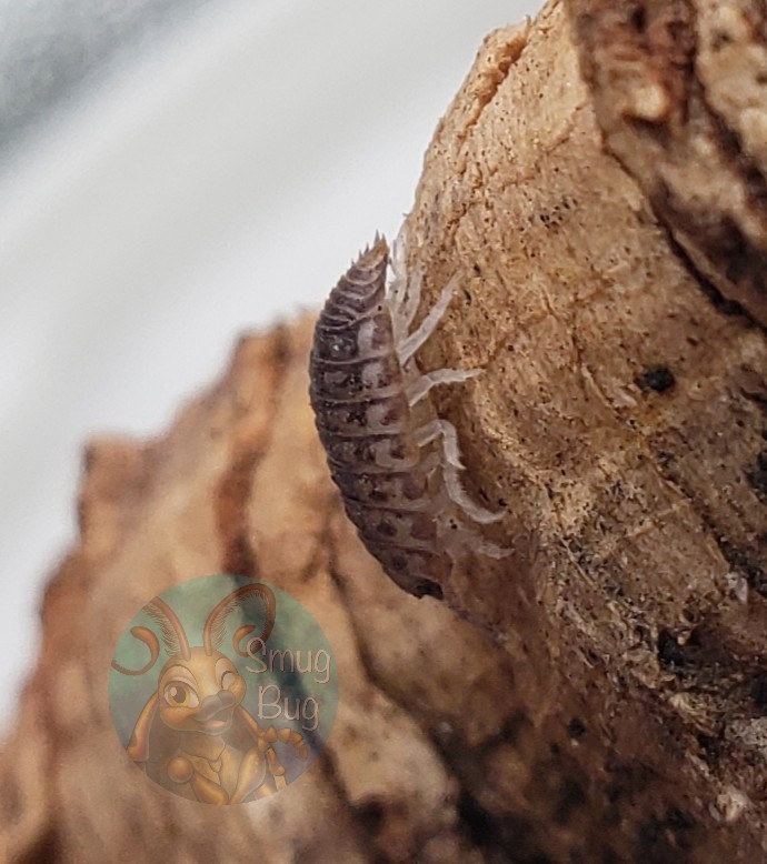 Agabiformius lentus