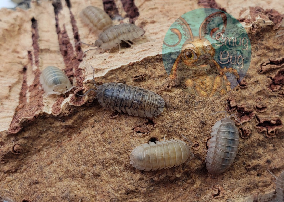 Armadillidium nasatum "Pearl"