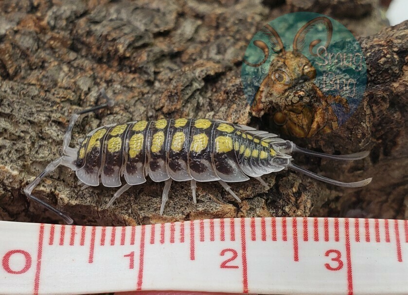 Porcellio haasi "High yellow"