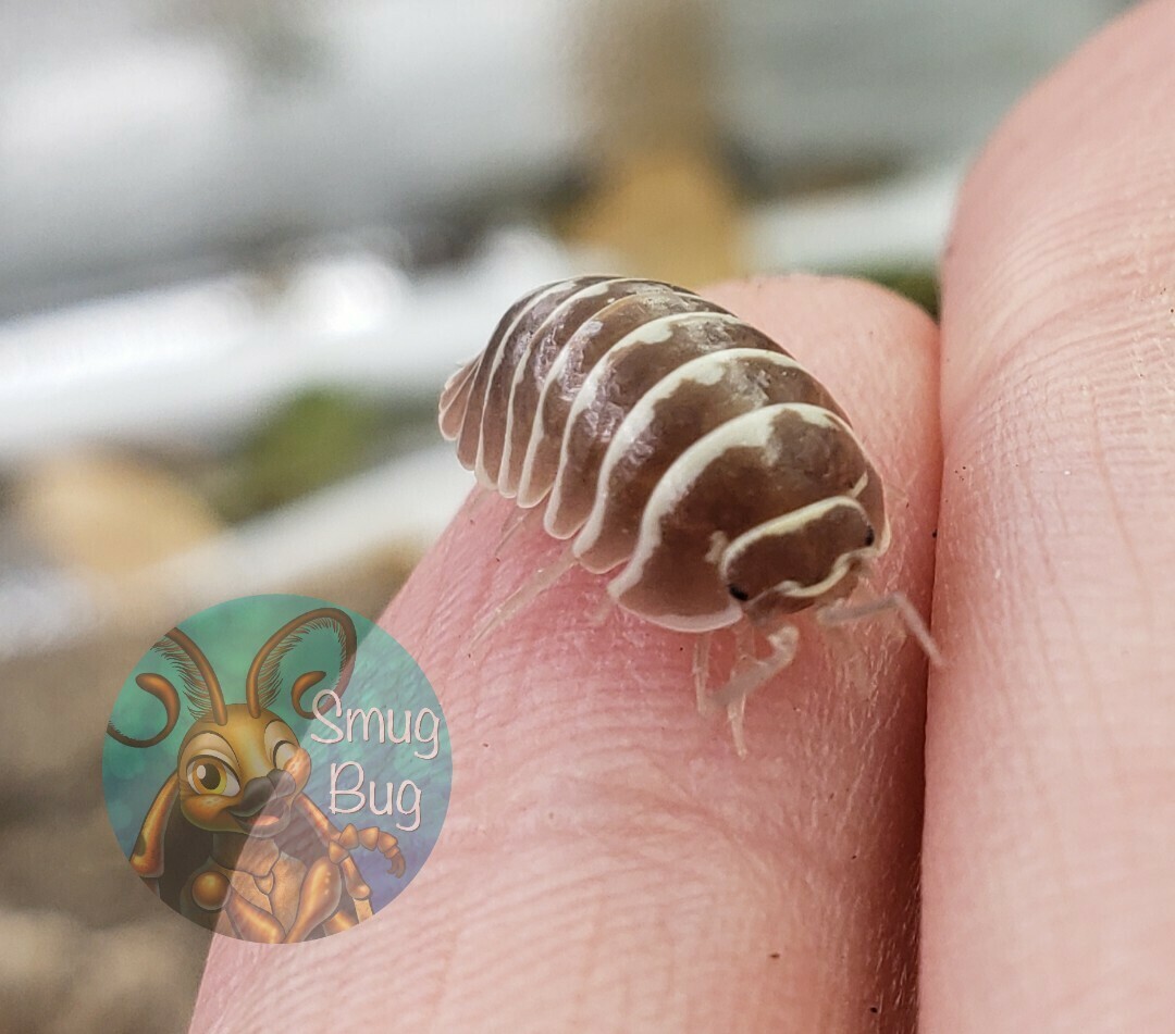 Armadillidium maculatum "Chocolate"