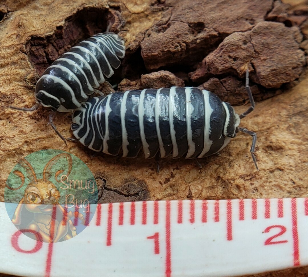 Armadillidium maculatum "Zebra"