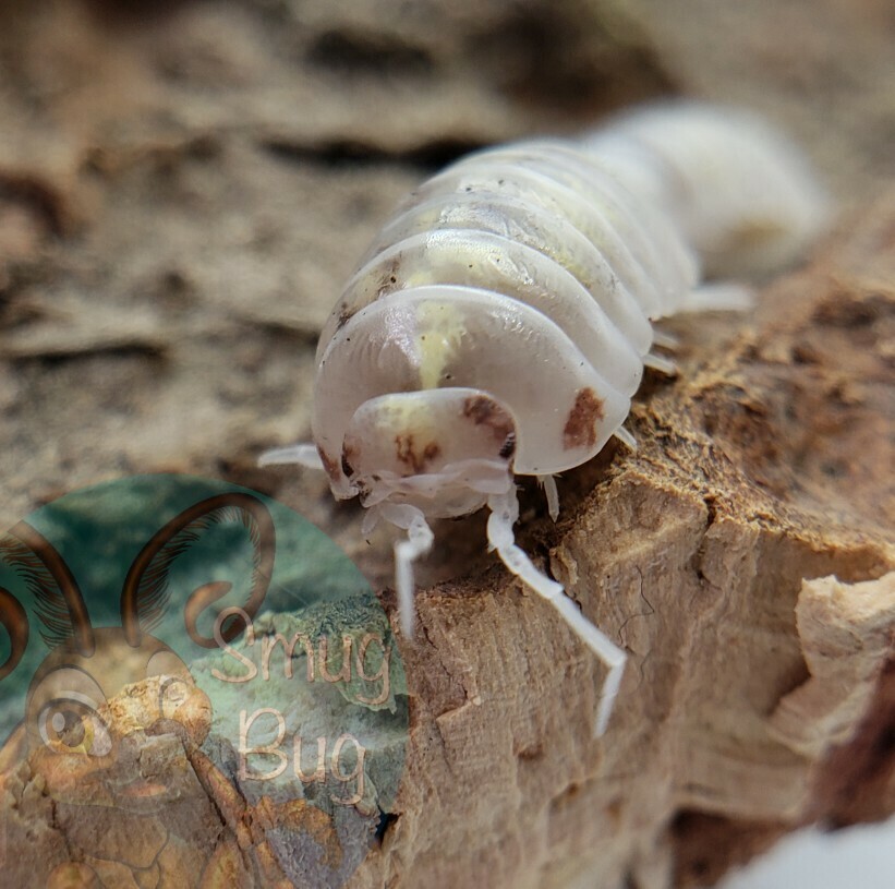 Armadillidium vulgare "Orange dalmatian"