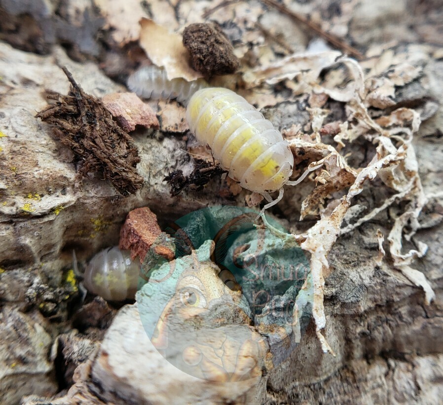 Armadillidium vulgare "T-negative albino"