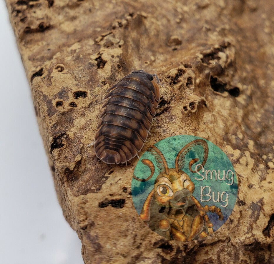 Cubaris sp. "Red tiger stripes"