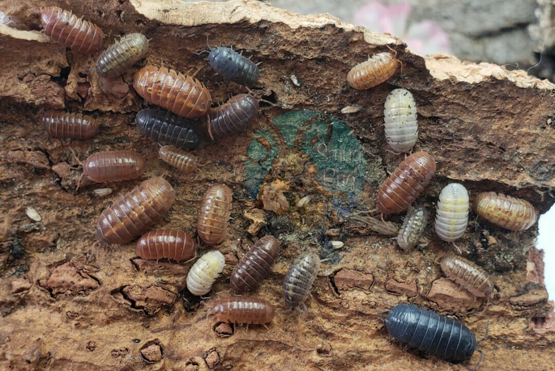Armadillidium vulgare "Gem mix"