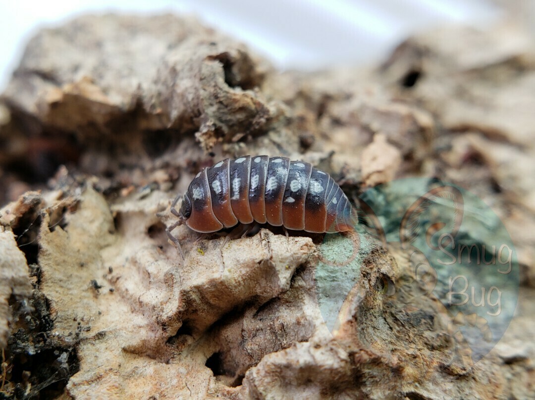 Armadillidium klugii "Slano"