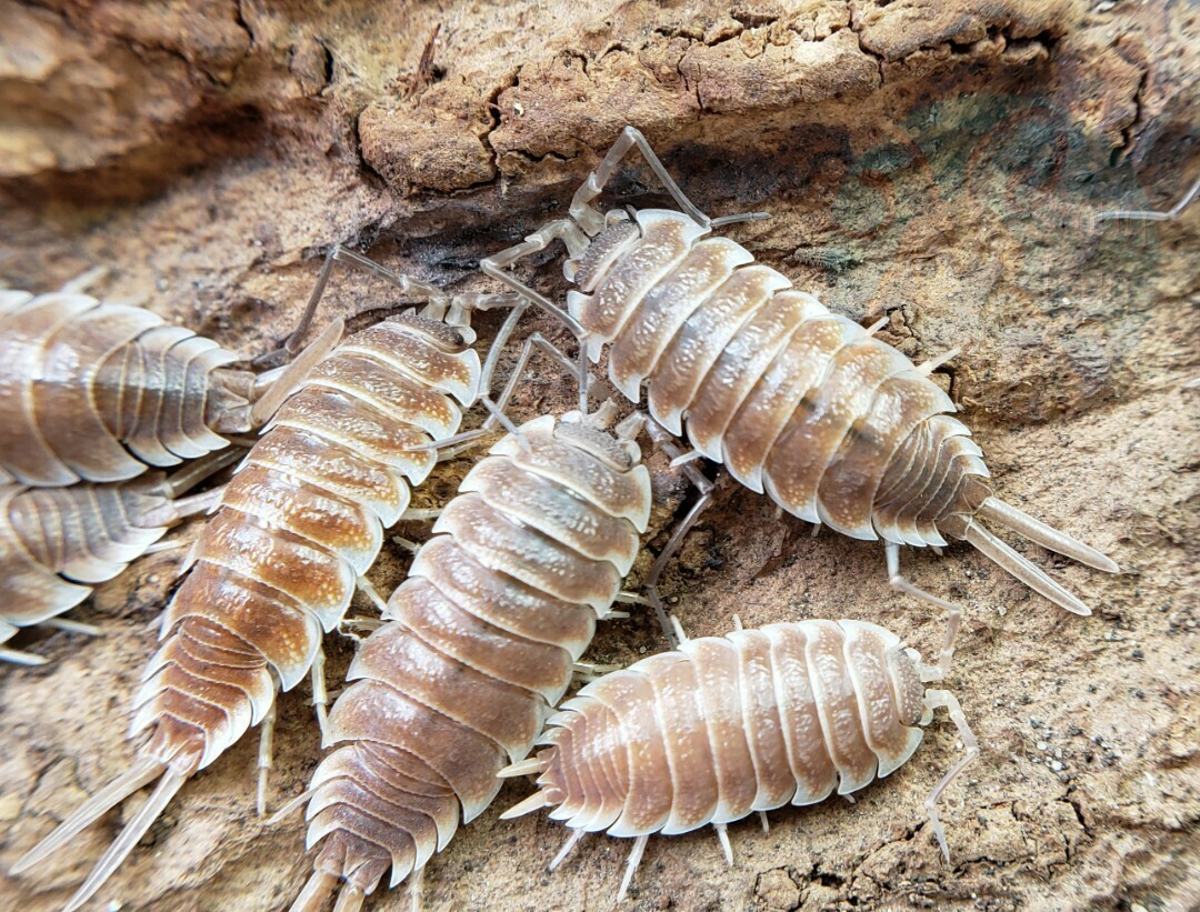 Porcellio hoffmannseggi "Chocolate"