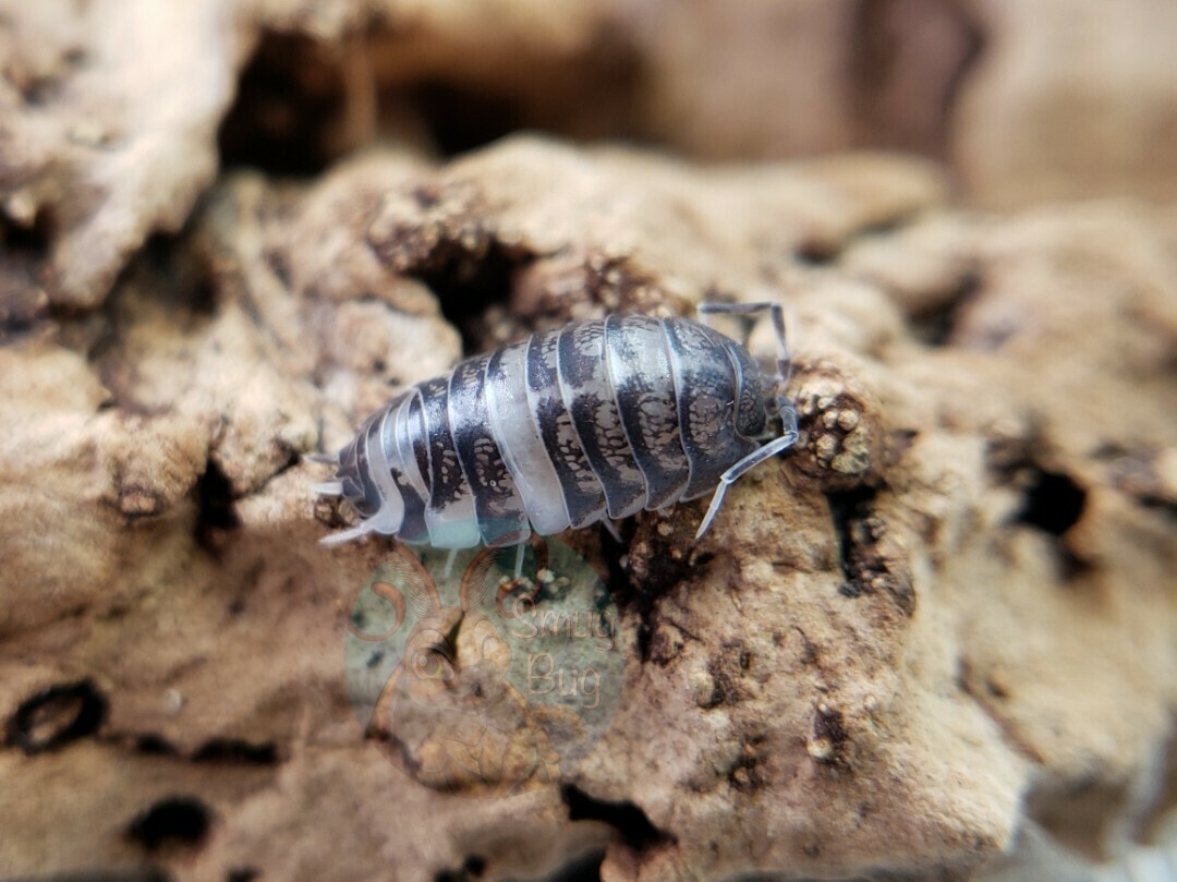 Cylisticus convexus "Ukraine pied"
