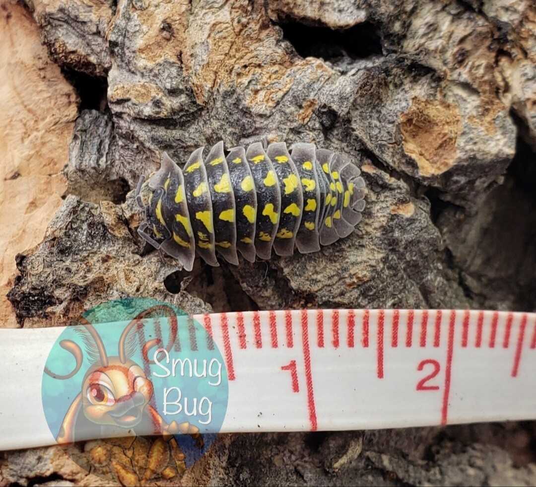 Armadillidium gestroi AFTER SHOW SALE
