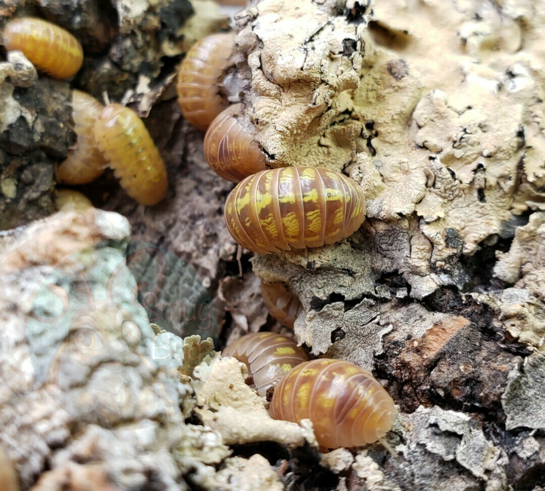 Armadillidium vulgare "T+ albino"