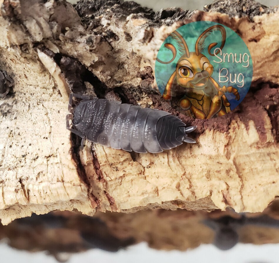 Porcellio scaber "Piebald"