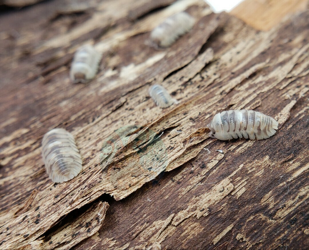 Armadillidium espanyoli "Marbelized"