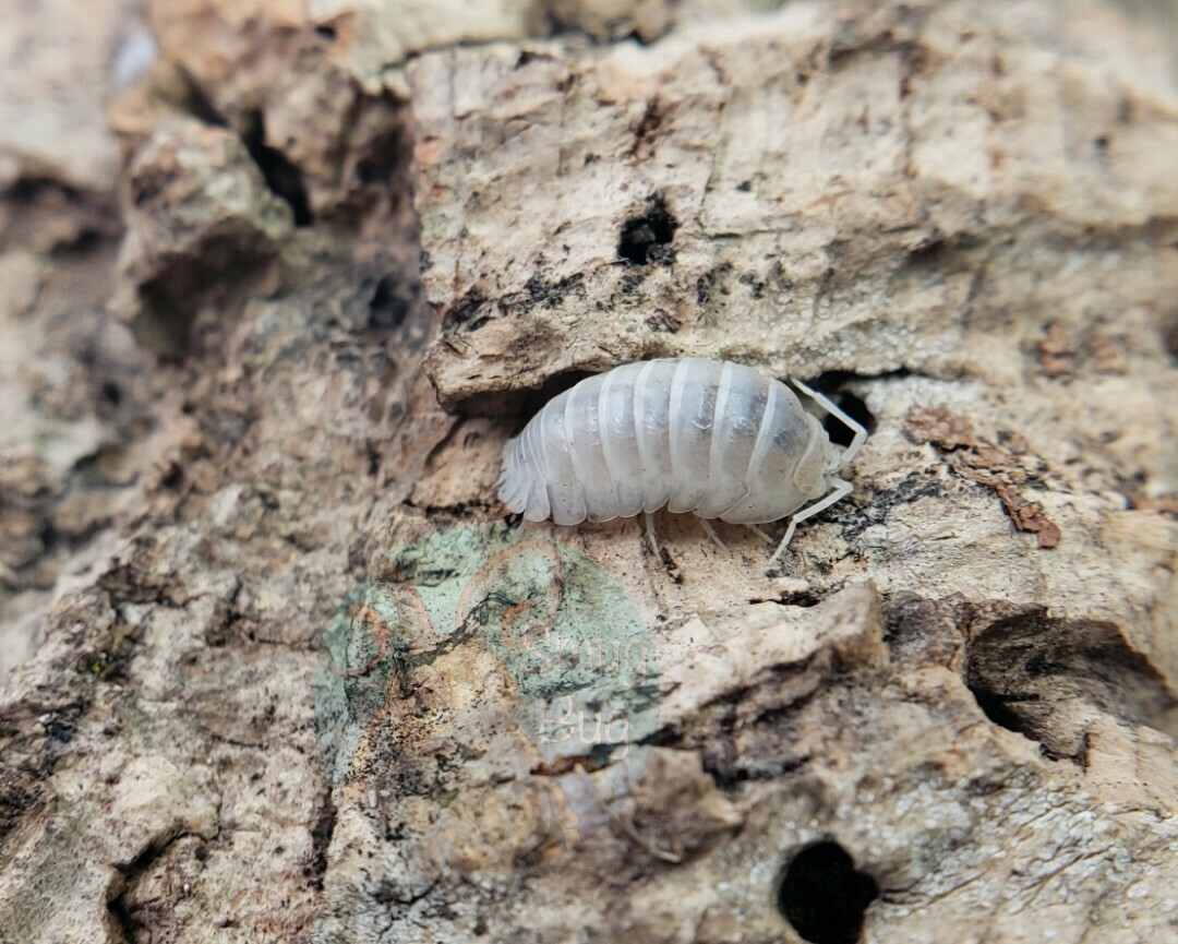 Armadillidium nasatum "White out"