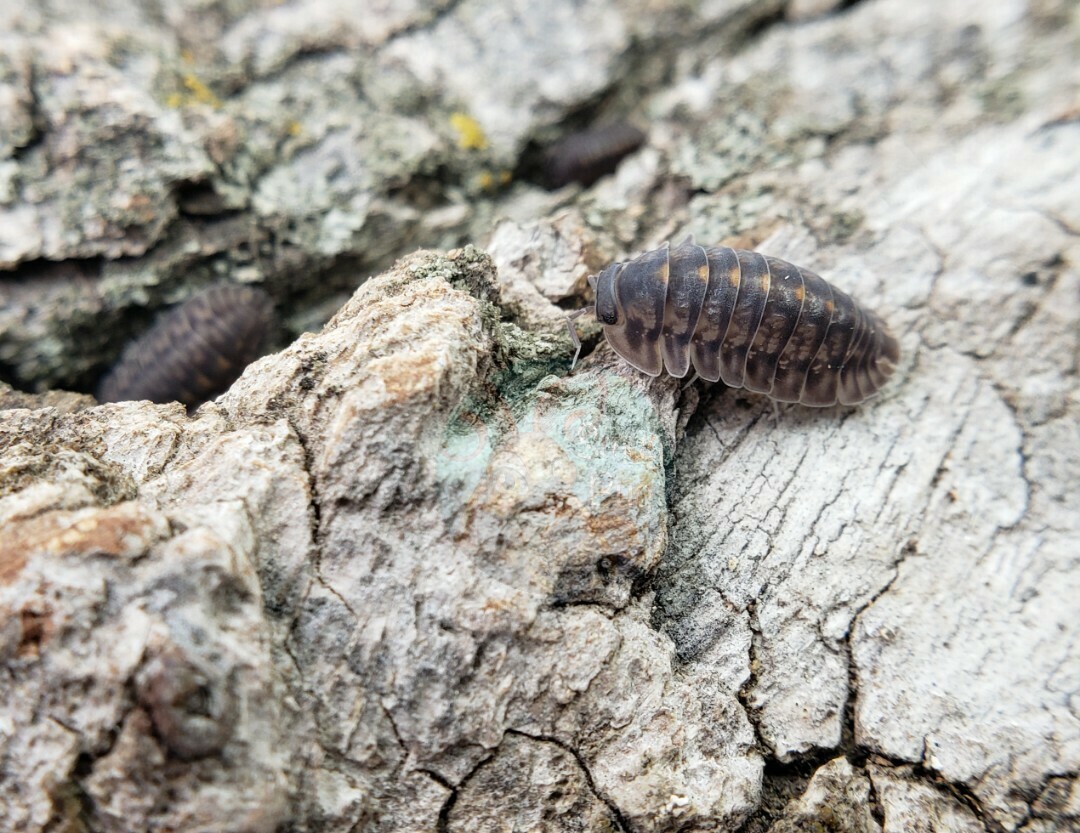Cubaris sp. "Platin, Tung Song"