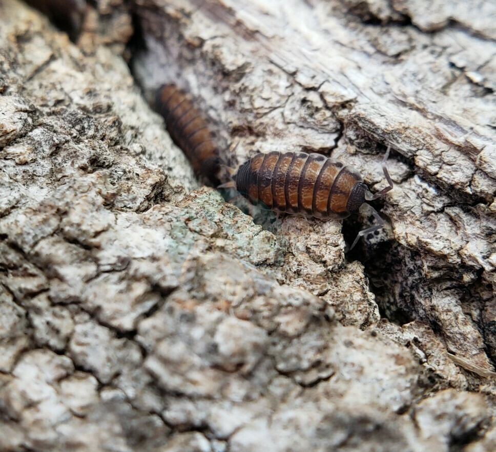 Agnara Madagascariensis "North Thailand" (previously Philoscia sp. Thai)