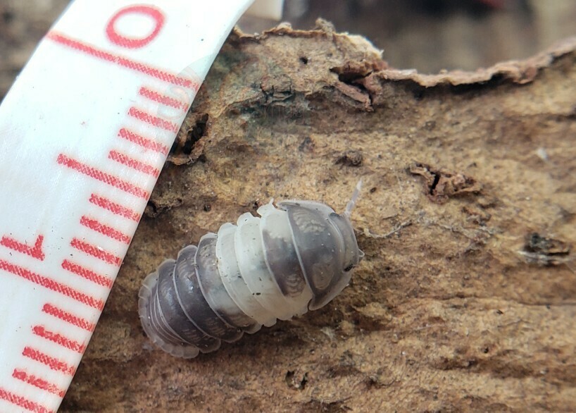 Cubaris sp. "Panda King"
