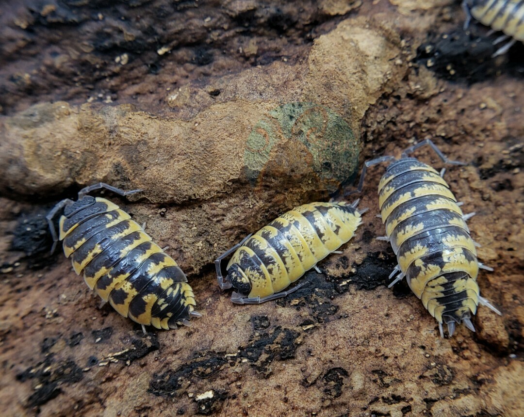 Porcellio ornatus "High yellow"